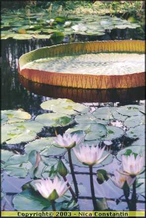 oxford gradina botanica 2.jpg