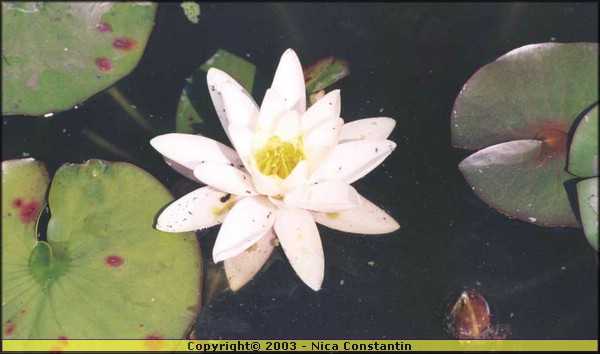oxford gradina botanica.jpg